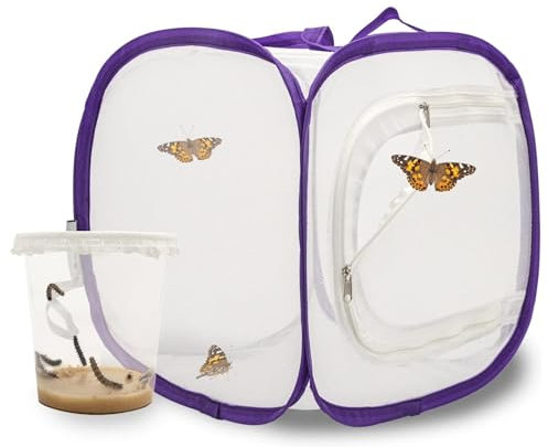 Kit d'élevage de Papillons pour débutants | Réussir l'élevage des Papillons | E-Book et matériel pédagogique Gratuit | pour la Maison - Elevage de chenilles à partir de 3 Ans
