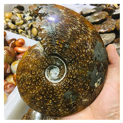 FADUNI Natürliches, hübsches Nautilus-Exemplar for Sammler- und Heimdekorations-Quarzsteine Natürliche Steine (Size : About 1000g)