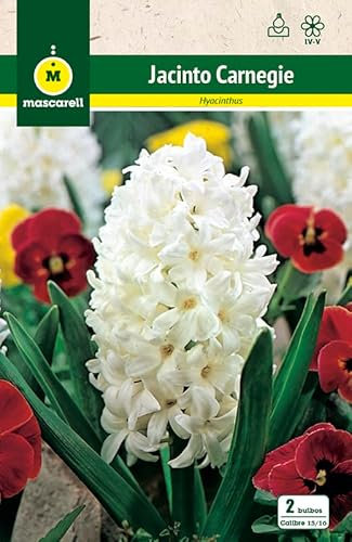 Mascarell Semillas, JACINTOS CARNEGIE, Semillas Bulbosas, Bulbos de Flores Otoño Fácil de Cultivar, Bolsa 2 Bulbos