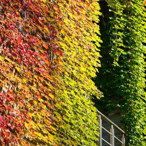 200 pz Semi di Parthenocissus tricuspidata (vite vergine) Vino selvatico coltivazione semi giardino di piante decorazione del giardino per esterno coltivazione del seme piante rampicanti,