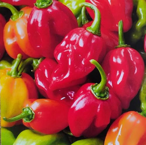 10 Samen, Chili - Habanero Mischung - Scharfe Würze