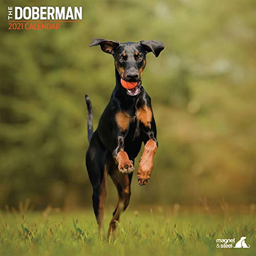 Magnet & Steel Dobermann 9707 Traditioneller Kalender 2021