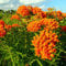 kiskick 100 Unids/bolsa Semillas de algodoncillo de mariposa Pequeñas y fáciles de plantar Semillas de flores de Asclepias de algodoncillo naranja para jardín Jardinería Regalos para mujeres y ho
