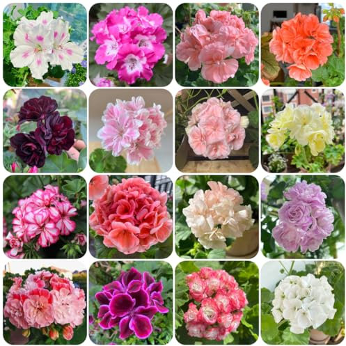 Semi di geranio、 di semi di fiori, piante da esterno Coltivare semi, piante resistenti all'esterno Piante resistenti per il giardino、 pianta in vaso Decorazione da 250pcs