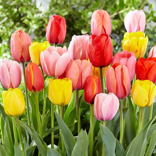 25 Stück Tulpen Blumenzwiebel,Tulpenzwiebeln winterhart mehrjährig,Tulpen Zwiebeln,Bunte Tulpenzwiebeln Winterhart Gartendekoration