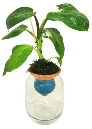 I Giardini di Giulia | Philodendron White Ø14 cm H.50 | Pianta in Idrocoltura con Cono in Terracotta e Vaso in Vetro | Elegante e Facile da Coltivare Pianta vera