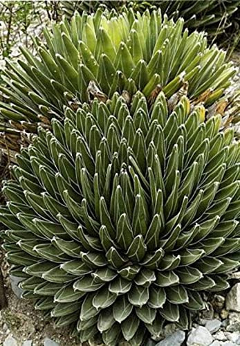 Agave Victoriae Reginae Huasteca Canyon Giant Queen Victoria Agave 5 Seeds: Package Contains Seeds
