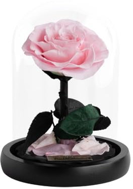Infinity - Mini Dome Rose - 1 echte Infinity Rose im Glas, wie bei die Schöne und das Biest - Das perfekte Geschenk