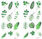 Oblique Unique Blumen Sticker Pflanzen Blätter Aufkleber Vintage Kakteen Wildblumen Küche Dekoration Scrapbooking Kinder Basteln (Vintage Blätter Grün)