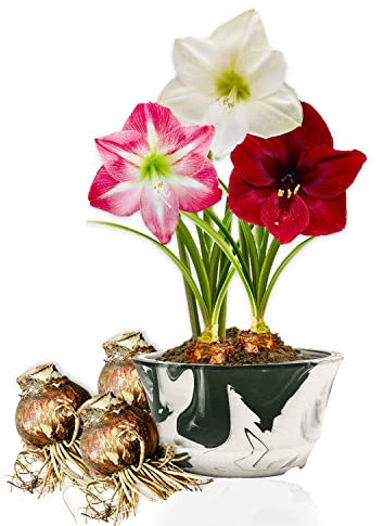 Bulbi di Amaryllis Collezione Economico, 3 bulbi in grande formato 26/28, Mix esclusivo di pianti e fiori dall'Olanda, 3 colori diversi (non semi, non in cera e non artificiali)