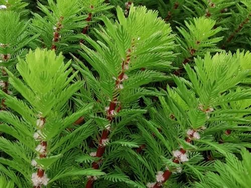 3xTausendblatt | Myriophyllum hippuroides| im 9er Teichtopf | Wasserpflanze | Teichpflanze | Mini Teich geeignet | Klärpflanze | Sauerstoffpflanze | winterhart