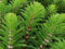 3xTausendblatt | Myriophyllum hippuroides| im 9er Teichtopf | Wasserpflanze | Teichpflanze | Mini Teich geeignet | Klärpflanze | Sauerstoffpflanze | winterhart
