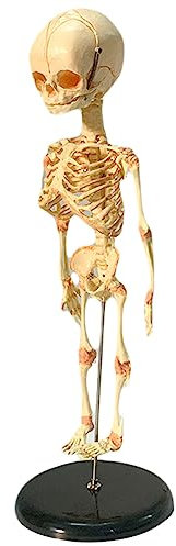 UPIKIT Single Head Baby Schädel Human Research Model Skeleton Anatomical Brain Anatomy Teaching Display Für Pädagogen Und Studenten