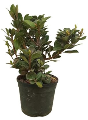 Raphiolepis umbellata M19 | Laurel de Indias | Planta de Exterior Resiliente | Altura 45 cm