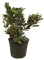 Raphiolepis umbellata M19 | Laurel de Indias | Planta de Exterior Resiliente | Altura 45 cm