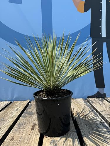Sunny Tree - Palmier - Yucca Rostrata - rustique jusqu'à -18 - lis de palmier - Hauteur 70 cm