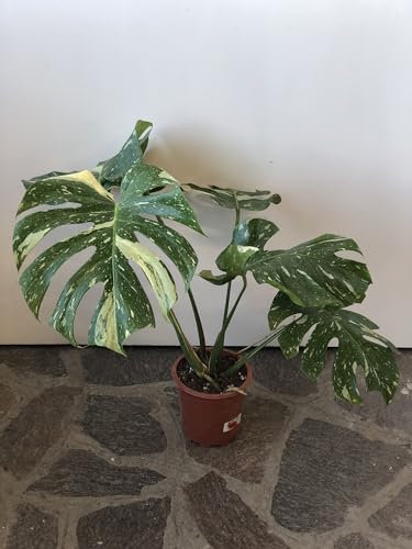 Pianta di MONSTERA THAI CONSTELLATION (A1) - in vaso Ø 17 cm - H. 60/70 cm
