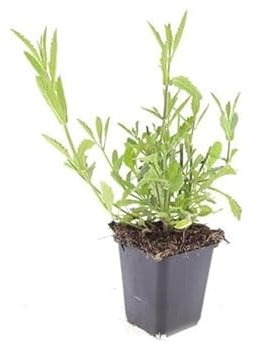 Exotenherz Zierstaude - Eisenkraut - Verbena bonariensis - 9cm Topf - Set mit 12 Pflanzen