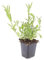 Zierstaude - Eisenkraut - Verbena bonariensis - 9cm Topf - Set mit 12 Pflanzen