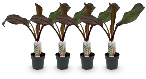 GreenboutiQ Obstpflanze Bananenpflanze Ensete Ventricosum Maurelli winterhart 4 Pflanzen Topf 12cm Höhe 30cm