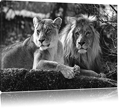 Pixxprint interessiertes Löwenpaar Kunst B&W, Größe: 100x70cm, Leinwandbild, fertig gespannt, Wandbild, Dekoration, Kunstdruck, kein Poster