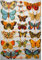 Schmetterling EF 7297 Glanzbilder Oblate Posiebilder Scrapbook Deko GWI 550