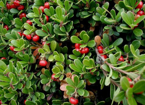 Echte Bärentraube Arctostaphylos uva-ursi Pflanze 15-20cm immergrüne Bärentraube