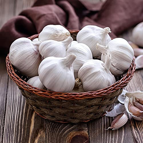 Garlic Cledor Garden Vegetable Plant Hardy Bulb Spring Planting Plant 2 Bulbs by Thompson & Morgan (2)