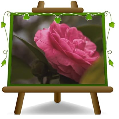 Camelia Rosa Beutel Nova Ornamentale Pflanzen auf Vase 24 cm