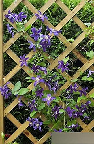 Clematis Saphyra (R) Indigo - Waldrebe/Klematis