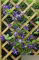 Clematis Saphyra (R) Indigo - Waldrebe/Klematis