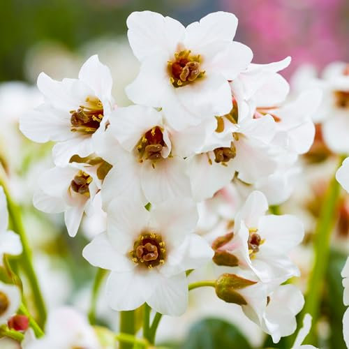 Bergenia Fire and Ice – Live Outdoor Evergreen Perennial Plant – White Bell-Shaped Flowers with Dark Pink-Red Calyces – Ideal for Ground Cover – Hardy and Low Maintenance (9 cm Pot, 10-20 cm)