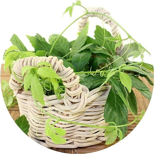 Jiaogulan/Gynostemma pentaphyllum/Herb of Unsterblichkeit / 50 Samen
