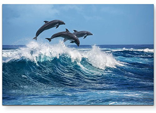 Paul Sinus Art Leinwandbilder | Bilder Leinwand 120x80cm springende Delphine