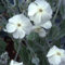 50 White Lychnis Coronaria Alba (White Rose Campion/Evening Lychnis/Silene/White Cockle) Flower Seeds