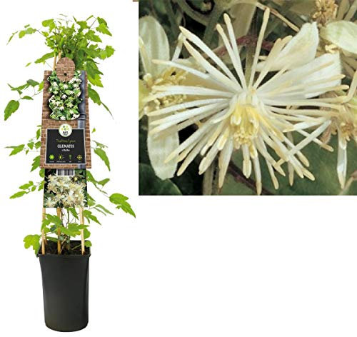 Clematis vitalba Waldrebe – Kletterpflanze 40-60 cm | Schnellwachsend, Winterhart & Pflegeleicht – Perfekt für Pergola, Zaun & Sichtschut
