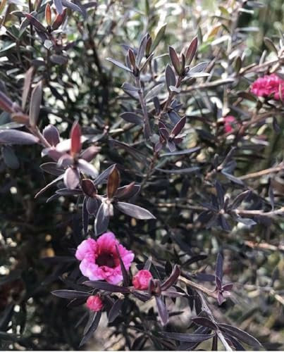 Direct Plants Leptospermum Red Damask Evergreen Shrub 3-4ft Large Supplied in a 3 Litre Pot