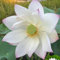40pcs lotus samen hohe keimrate schöne schüssel lotus blumen samen wachsen in wasser asser nass Land blumen samen Weiß