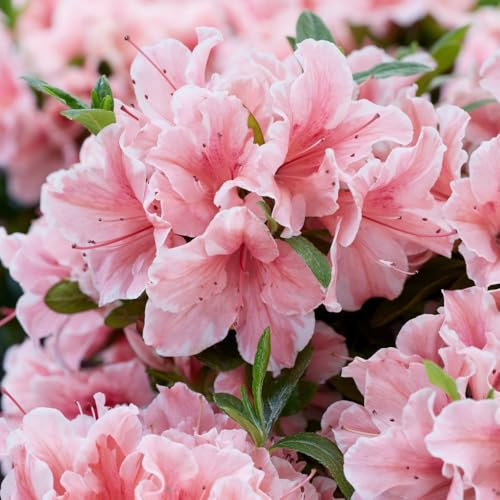 Rhododendron Encore Sunburst, Compact Evergreen Shrub, Multiple Flowering Seasons, Vibrant Pink-Red Blooms, 1X 3 Litre Pot by Thompson and Morgan