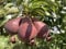 1 Sommerbirnenbaum Rote Williams Christ 80-100cm im Topf Obstbaum Birne Pyrus