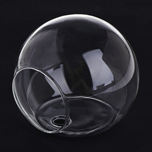 Yushu - Wandvase 8 cm – Glasvase – Wandbehang Hydrokultur-Terrarium – Wandblasen-Übertöpfe aus klarem Glas – Aquarien – Topfpflanzen-Blumentopf