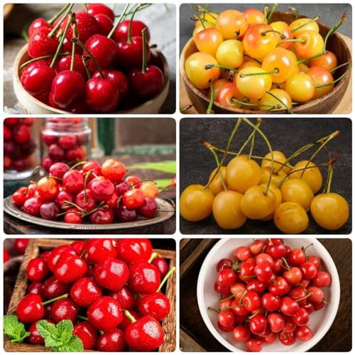 100 Pcs Kirschbaum Samen - Bonsai Baum, Balkonpflanzen Winterhart Kirschsamen - Prunus - Seltene Pflanzen Pflanzen Samen Indoor Pflanzen Anzucht, Grünpflanzen Zimmerpflanzen Zimmerpflanzen