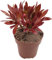 Fangblatt - Aeonium 'Phoenix Flame' - feurige kanarische Rose - Rosetten Dickblatt mit einer fantastischen Färbung - zauberhafte Kanarenrose