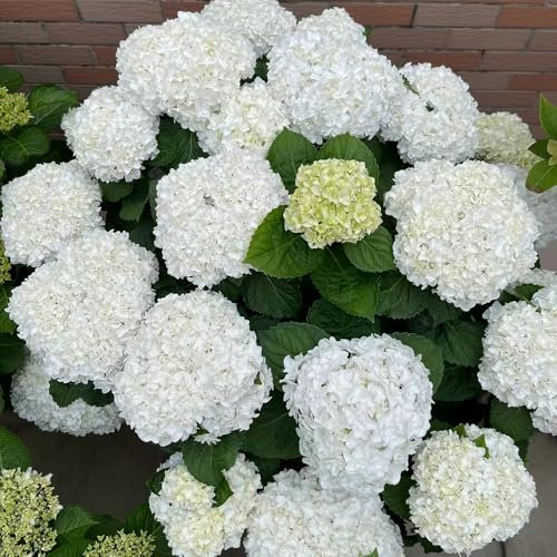 200 piezas plantas de hortensias semillas resistentes - plantas trepadoras resistentes, jardín de plantas plantas de interior exóticas, semillas de pradera semillas de flores perennes