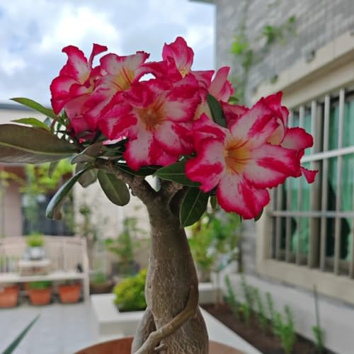 Wüstenrose Kaufen - Frostfeste Sorten für Garten & Balkon-1Rhizome-G