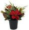 Sincere Floral Frosted Artificial Fern & Poinsettia Christmas Foliage Memorial Grave Pot x 25cm