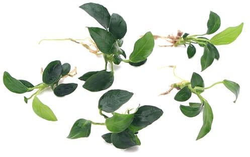 5 Anubias Nana Petite Live Aquarium Plants Aquascaping Fish Tank Plant K2AQUA