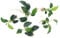 5 Anubias Nana Petite Live Aquarium Plants Aquascaping Fish Tank Plant K2AQUA