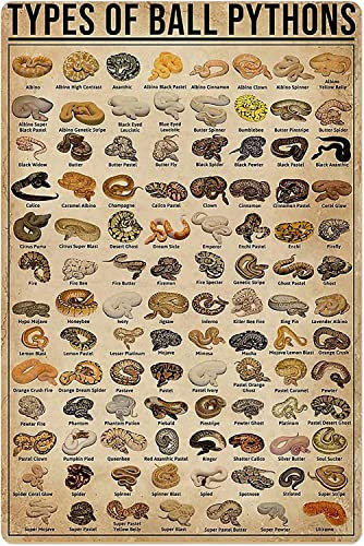 Retro Metall Blechschild Types of Ball Pythons Poster Schild für Outdoor & Indoor Wandposter Home Bar Shop Dekorationen Kaffee Vintage Schild Geschenk 30,5 x 20,3 cm