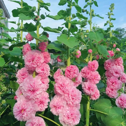 500 piezas semillas de malvarrosa resistentes - semillas de flores, plantas Malva loca macizo de flores, plantas en macetas reales flores de balcon, plantas para jardin Semillas de